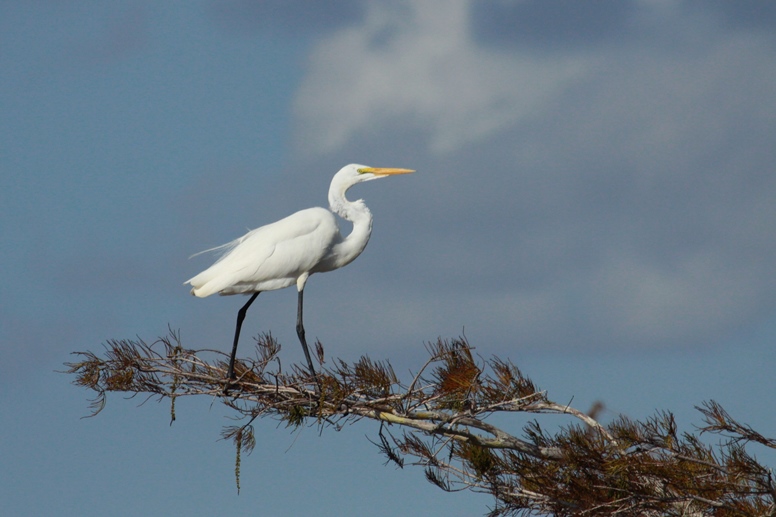 egret